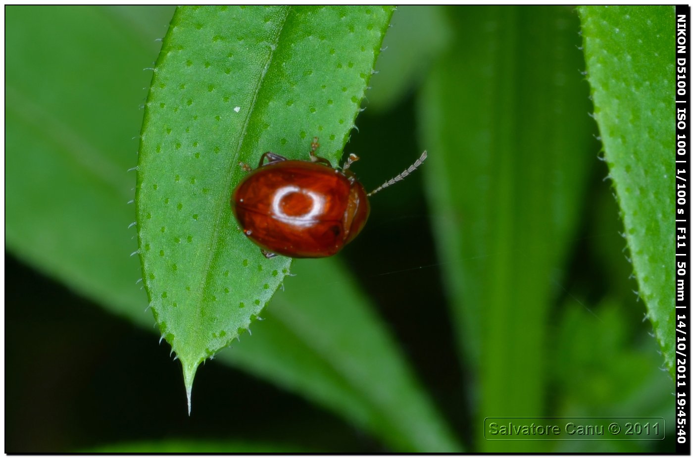 Spaeroderma rubidum