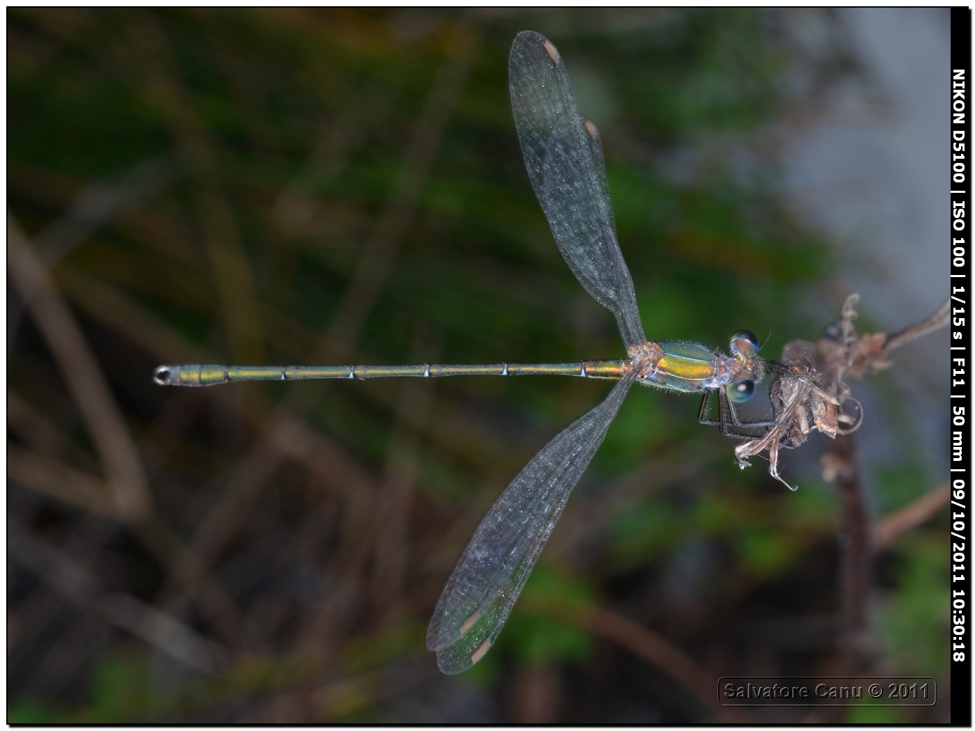 Lestes viridis?