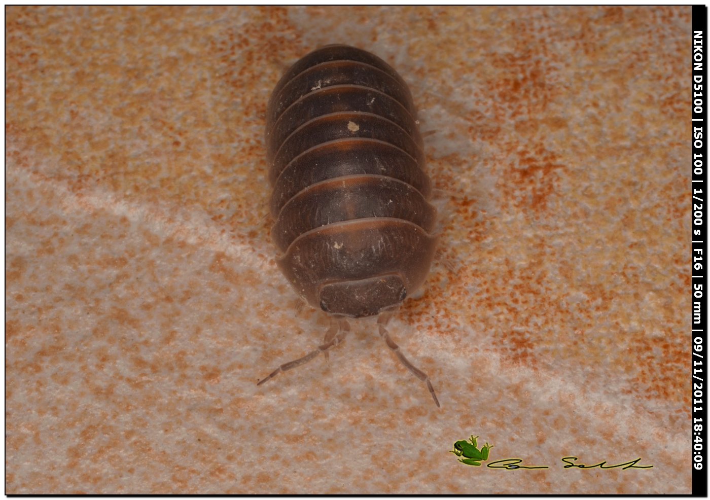 Armadillidium sp.