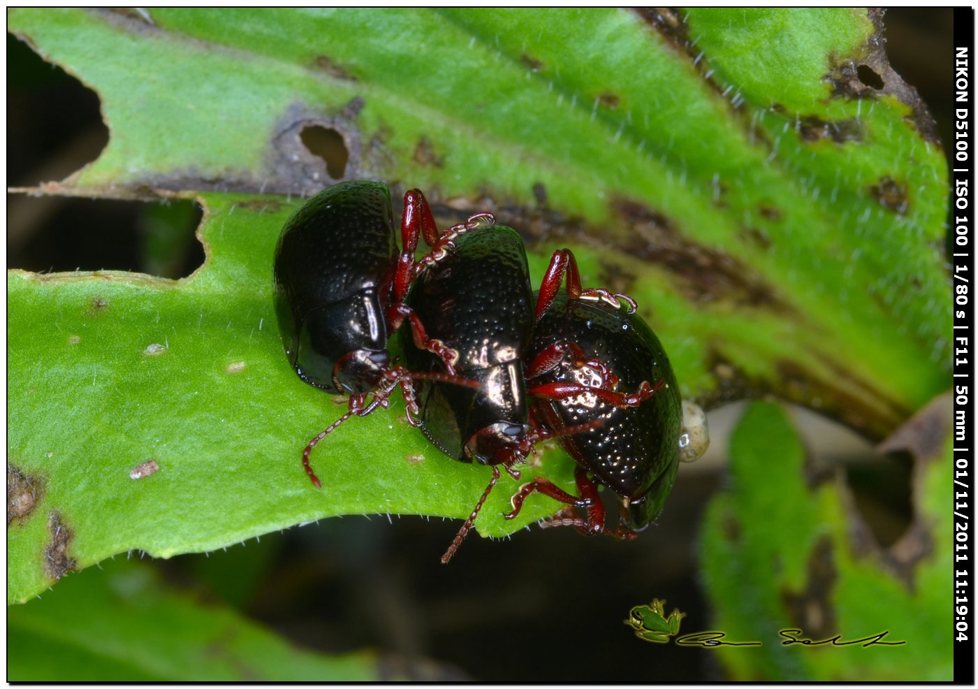 L''allegra compagnia ...Chrysolina bankii in accoppiamento