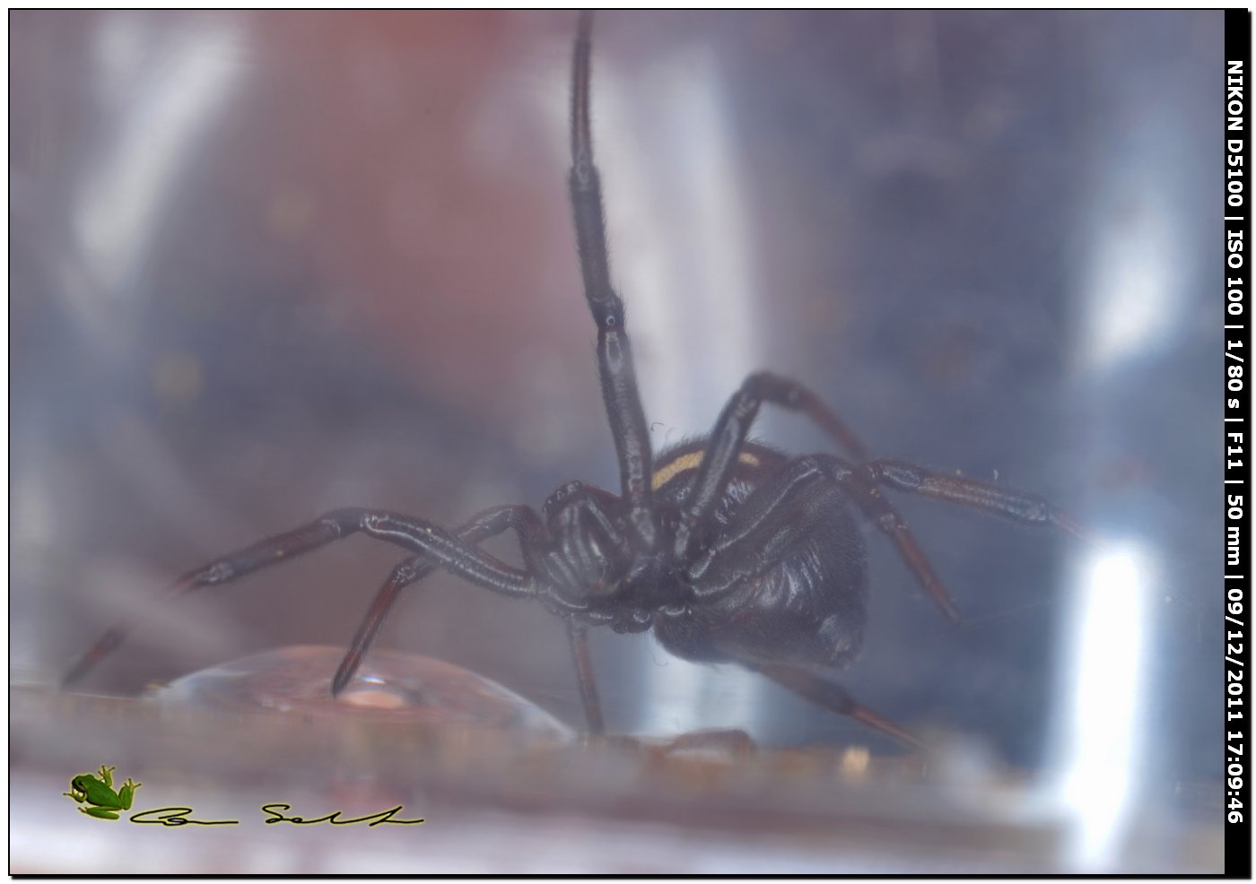 Theridiidae, Steatoda paykulliana