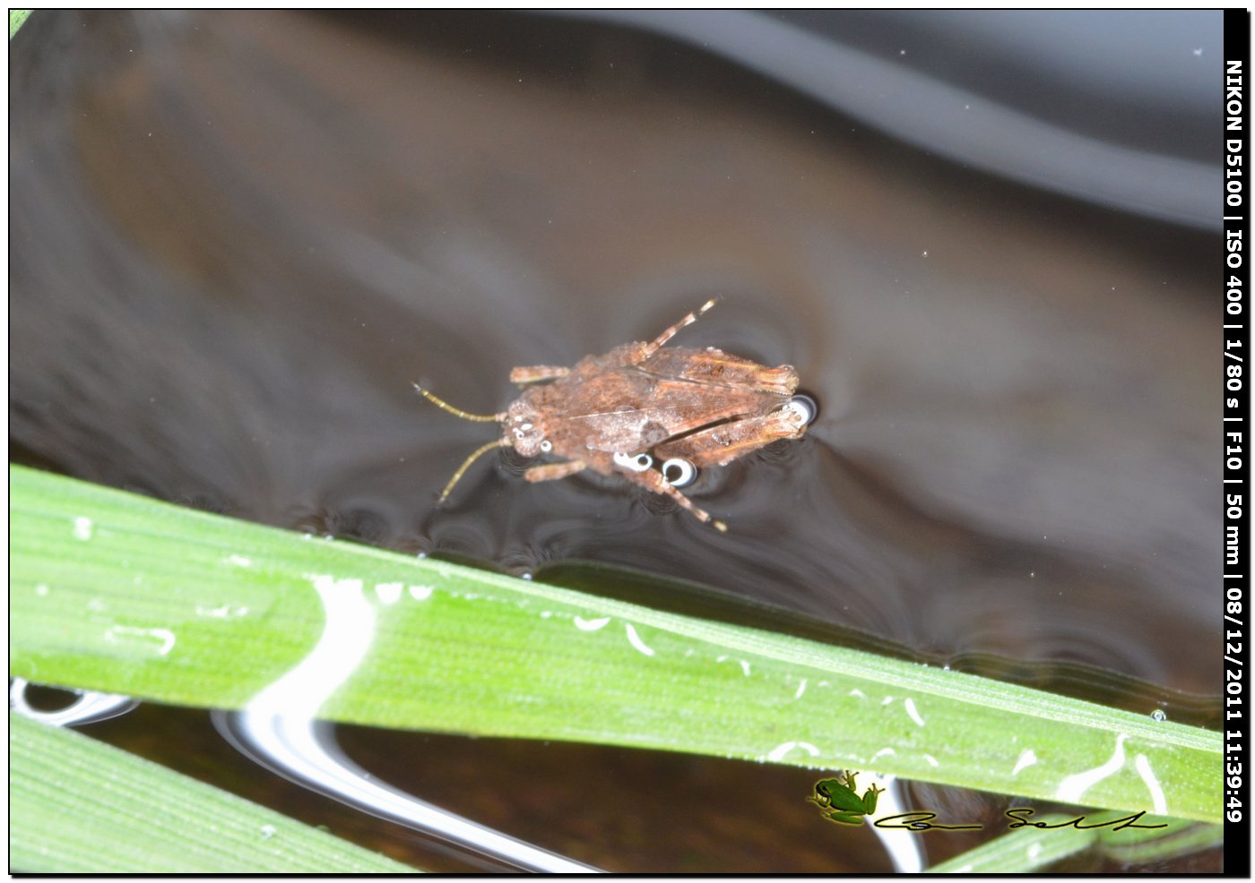 Tetrigidae sull''acqua