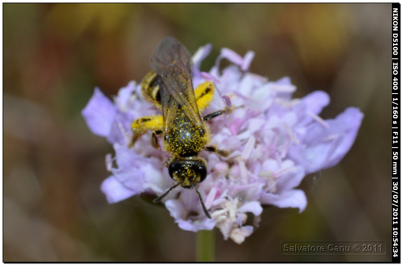 Apidae Halictinae