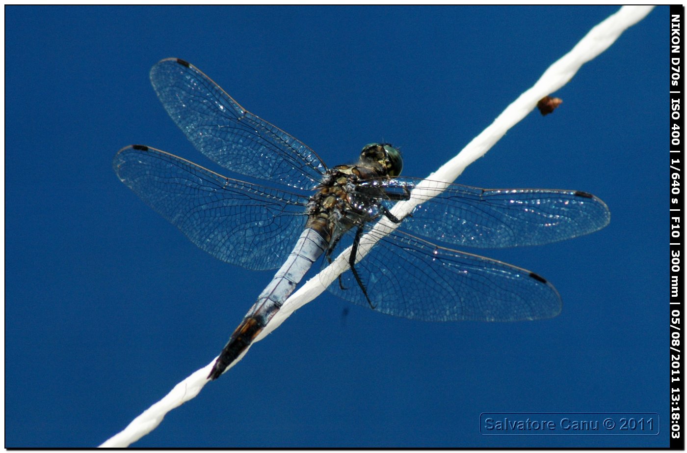 Orthetrum cancellatum maschio