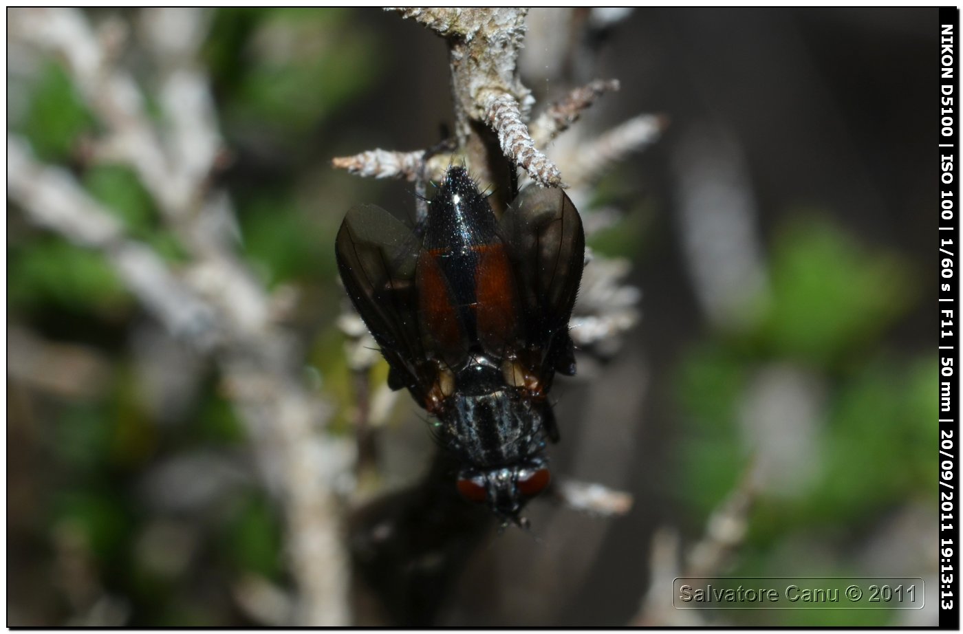 Tachinidae da id.