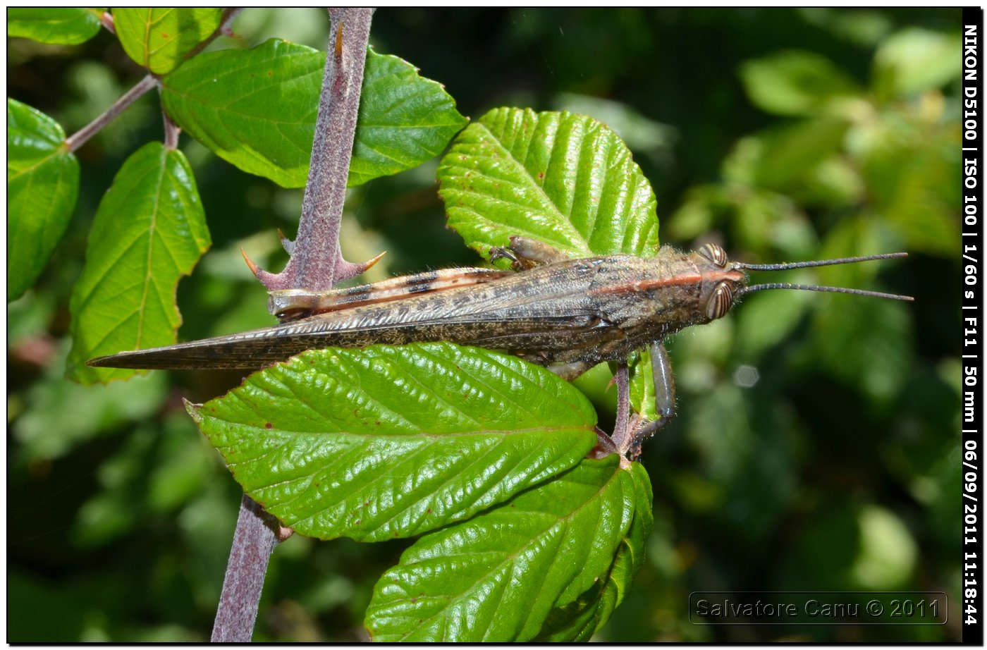 Ancora anacridium aegyptium?