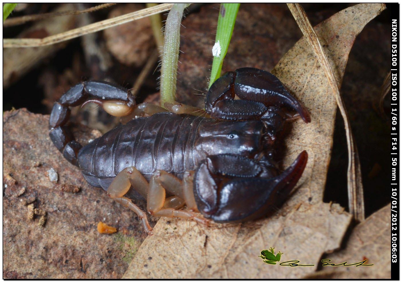 Euscorpius flavicaudis