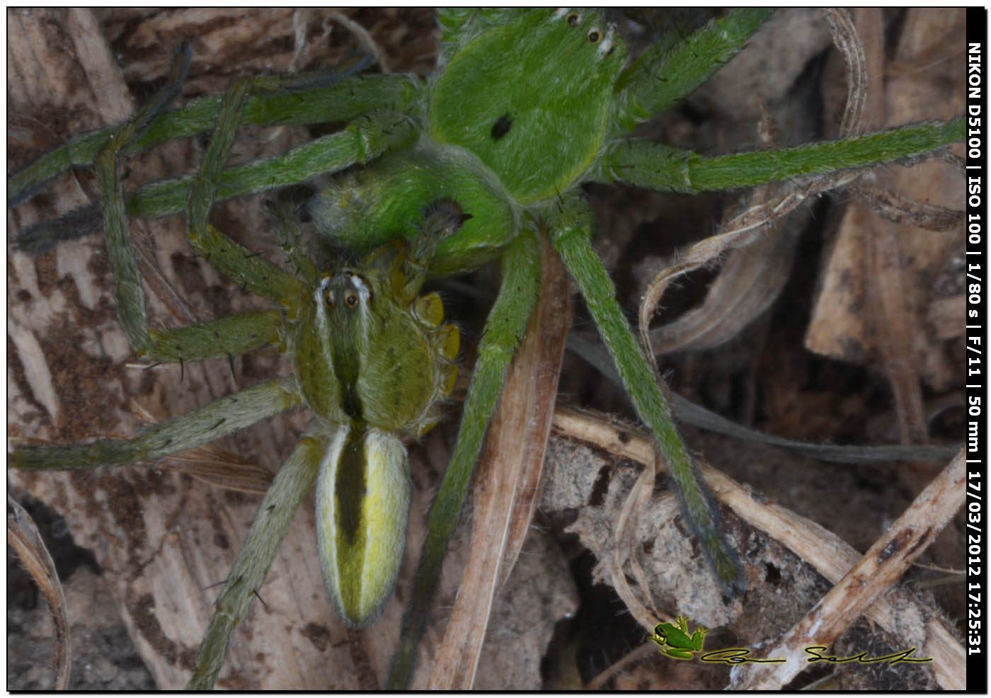 Micrommata ligurina ♂♀, da Usini