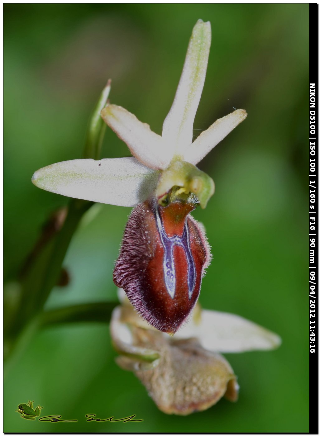 Ophrys sphegodes subsp. praecox