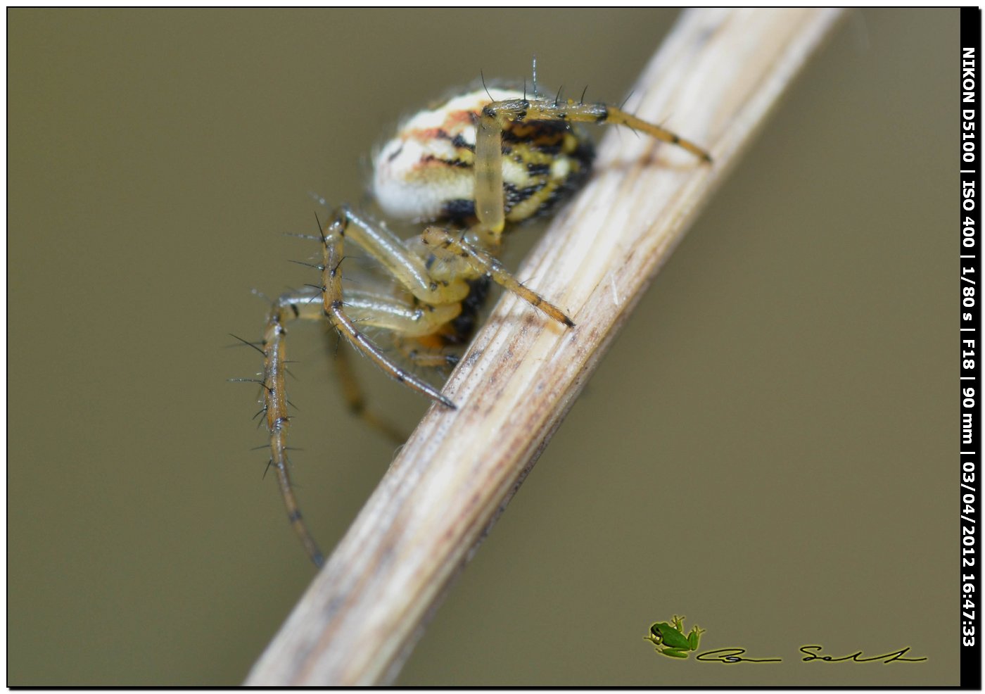 Mangora acalypha