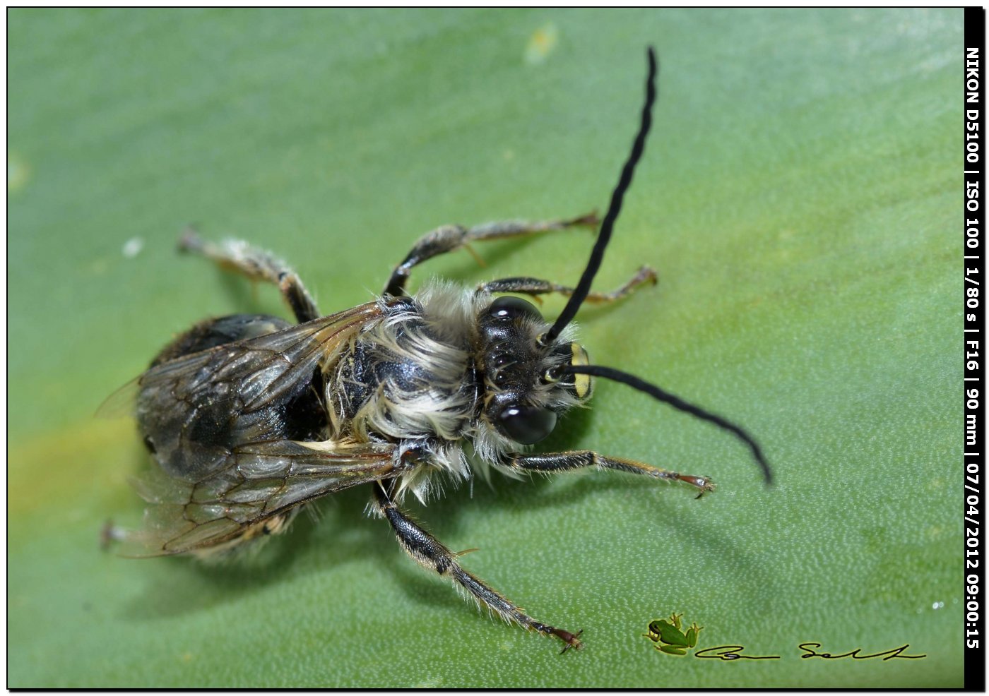 maschio di Eucera sp. e maschio di Andrena sp.