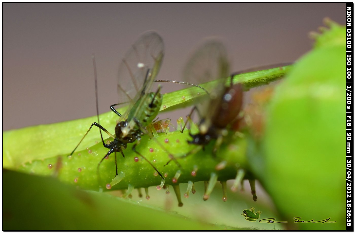 Piccoli afidi alati verdi: probabilmente Macrosiphum rosae