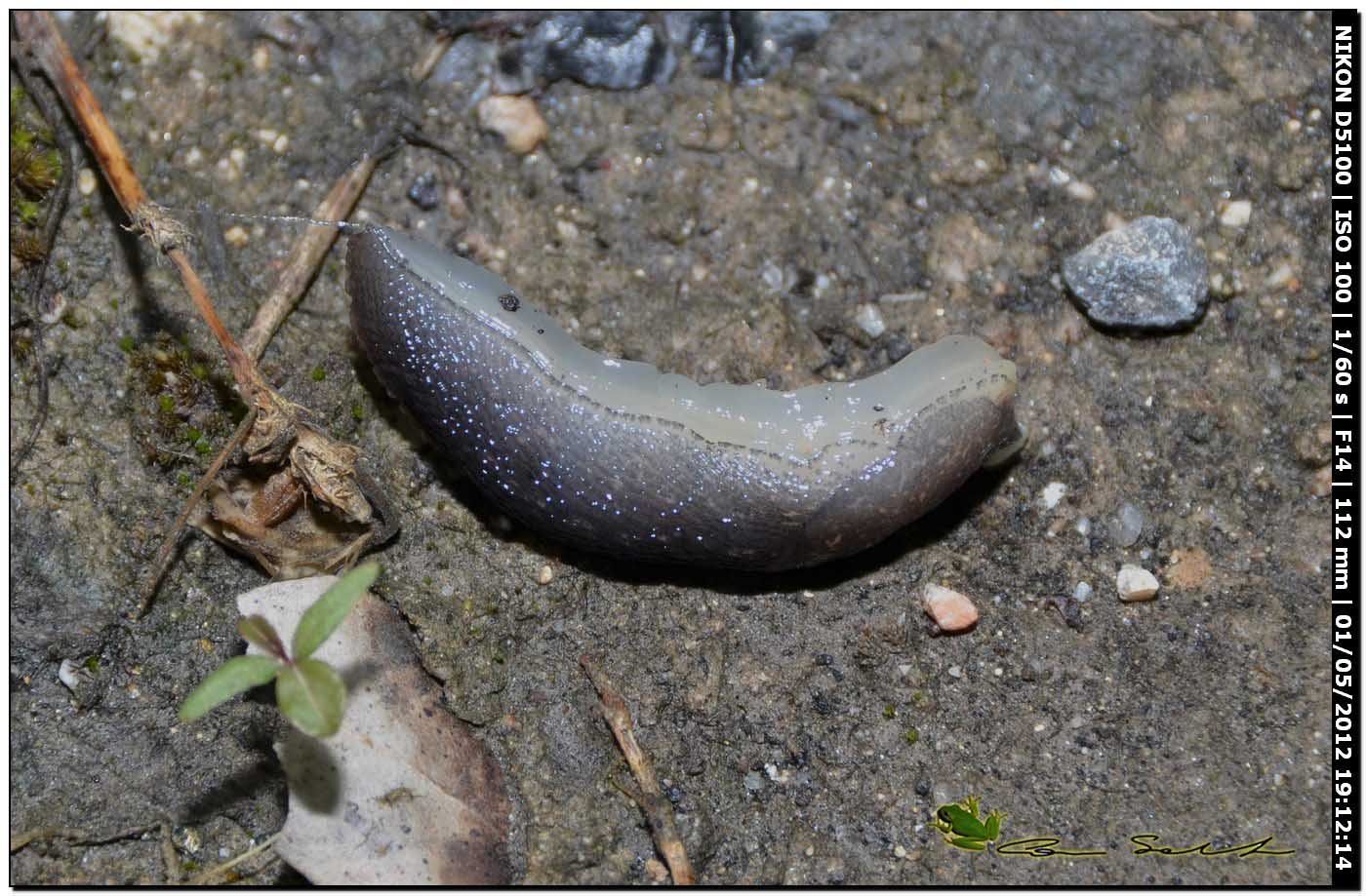 Limax giovane da Ittiri