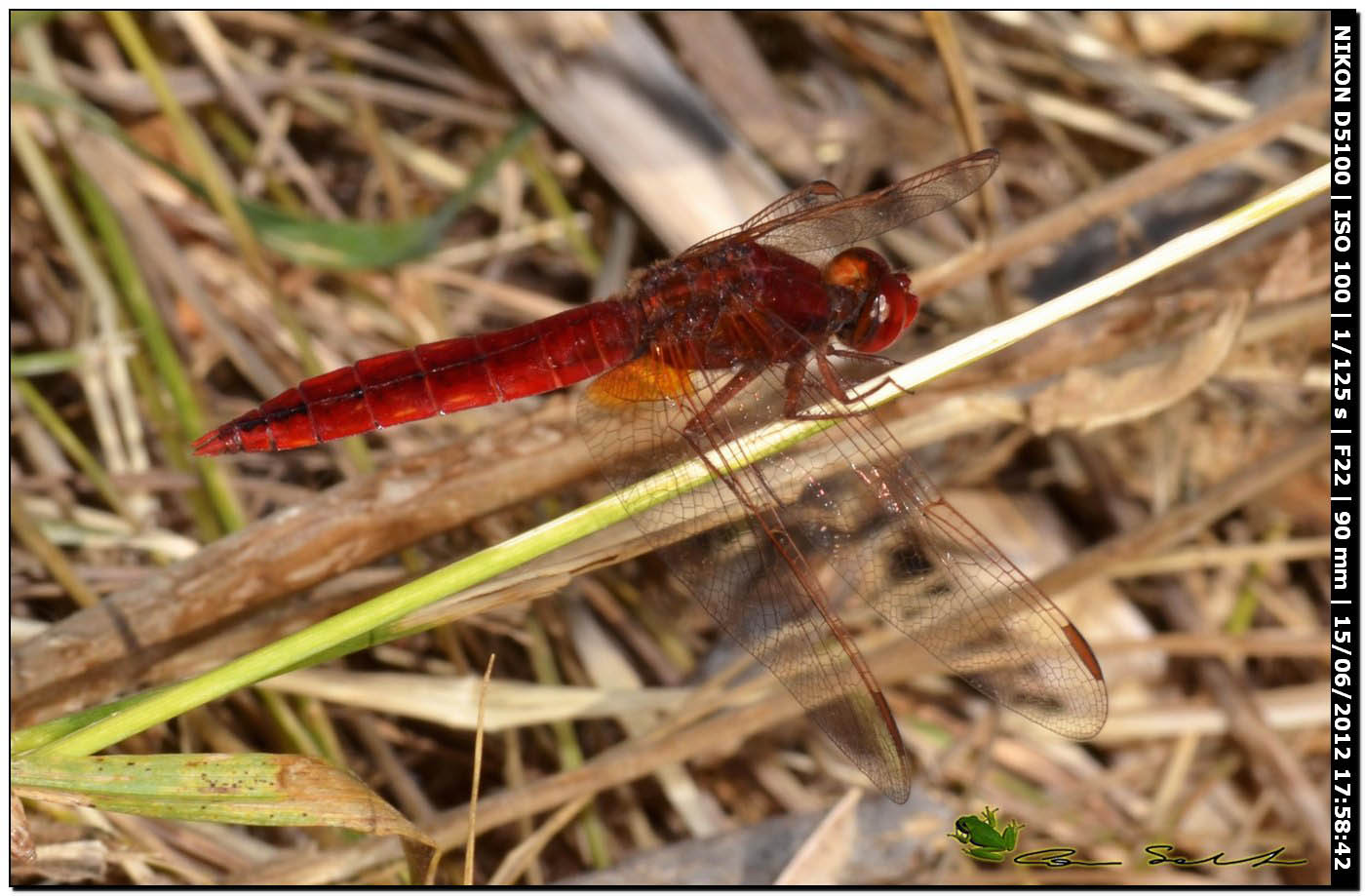 Crocothemis erythraea ♂