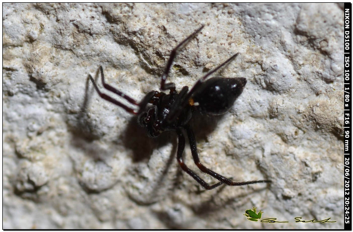 Ragno scambiato per formica - Euryopis episinoides