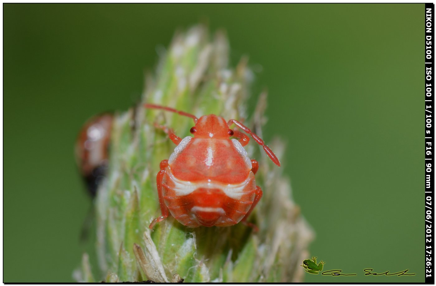 Ninfa di ...Carpocoris sp.