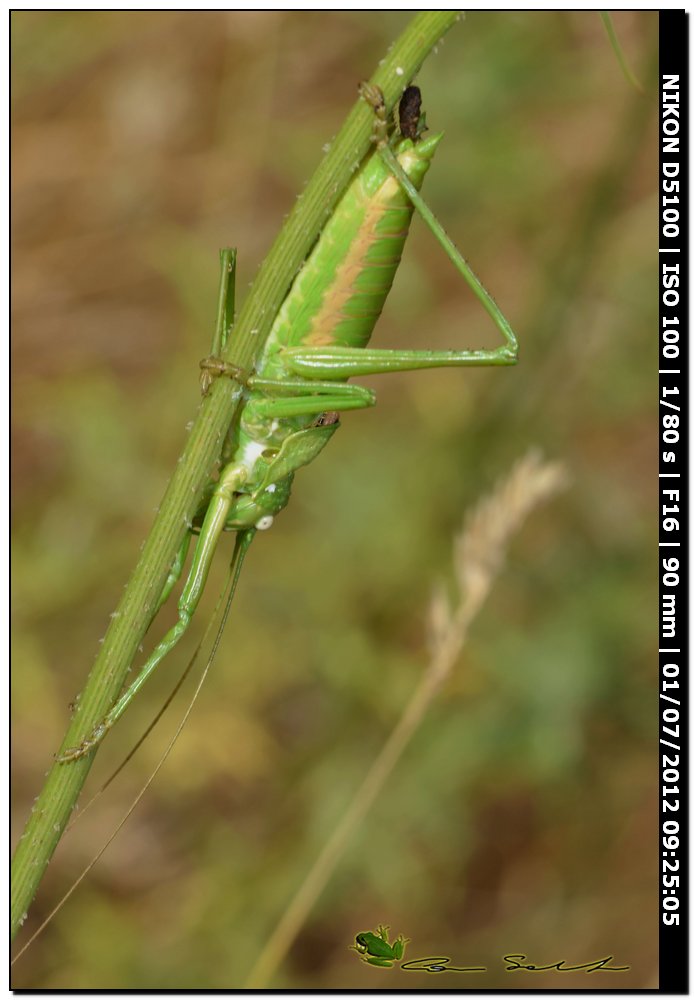 Uromenus (Bolivarius) brevicollis insularis ♂♀