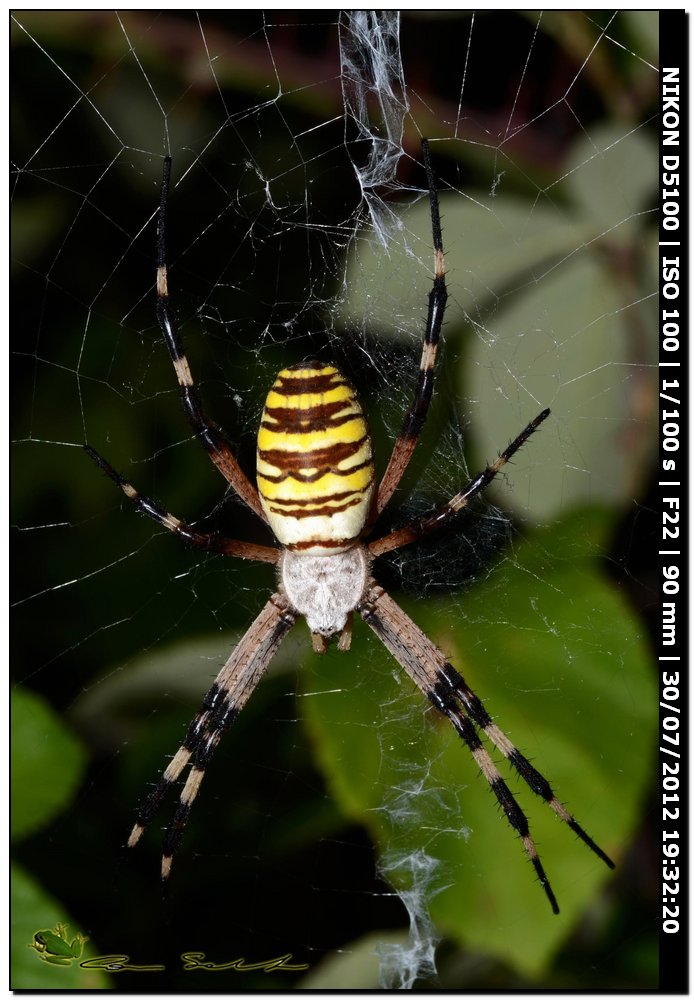 Argiope bruennichi con striature marrone??