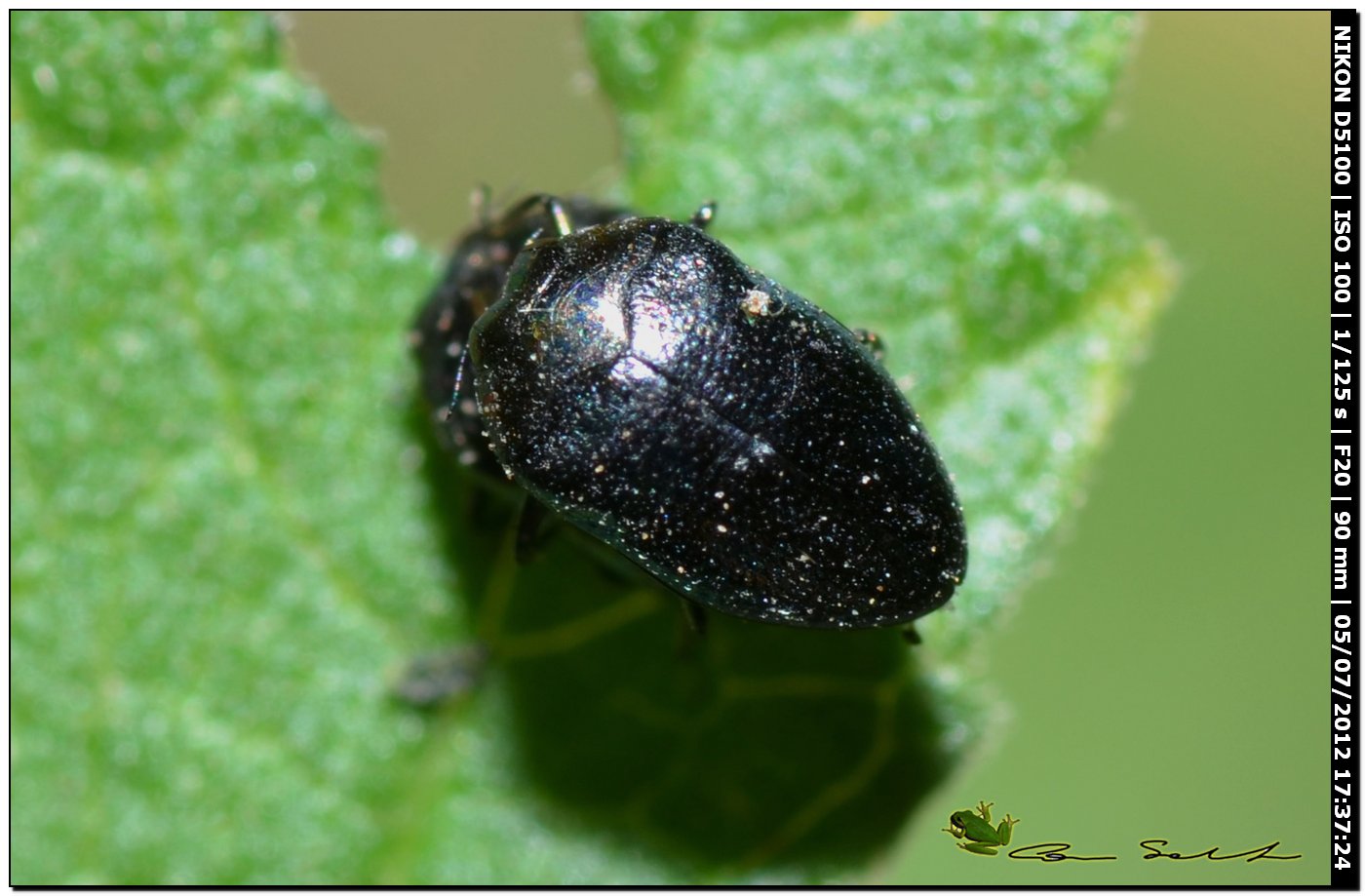 Buprestidae, Trachys troglodytiformis