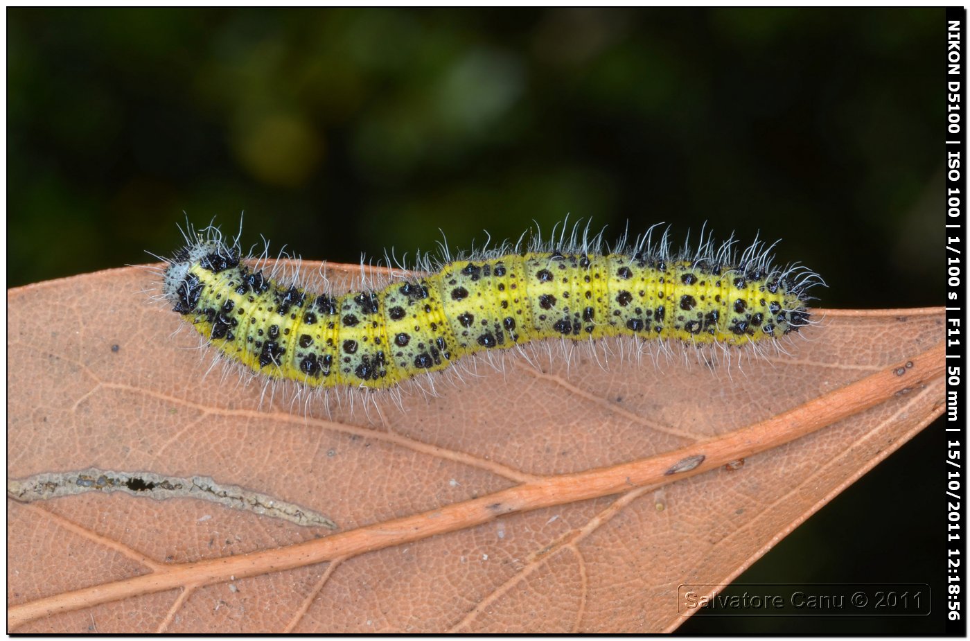 Bruco di Pieris brassicae