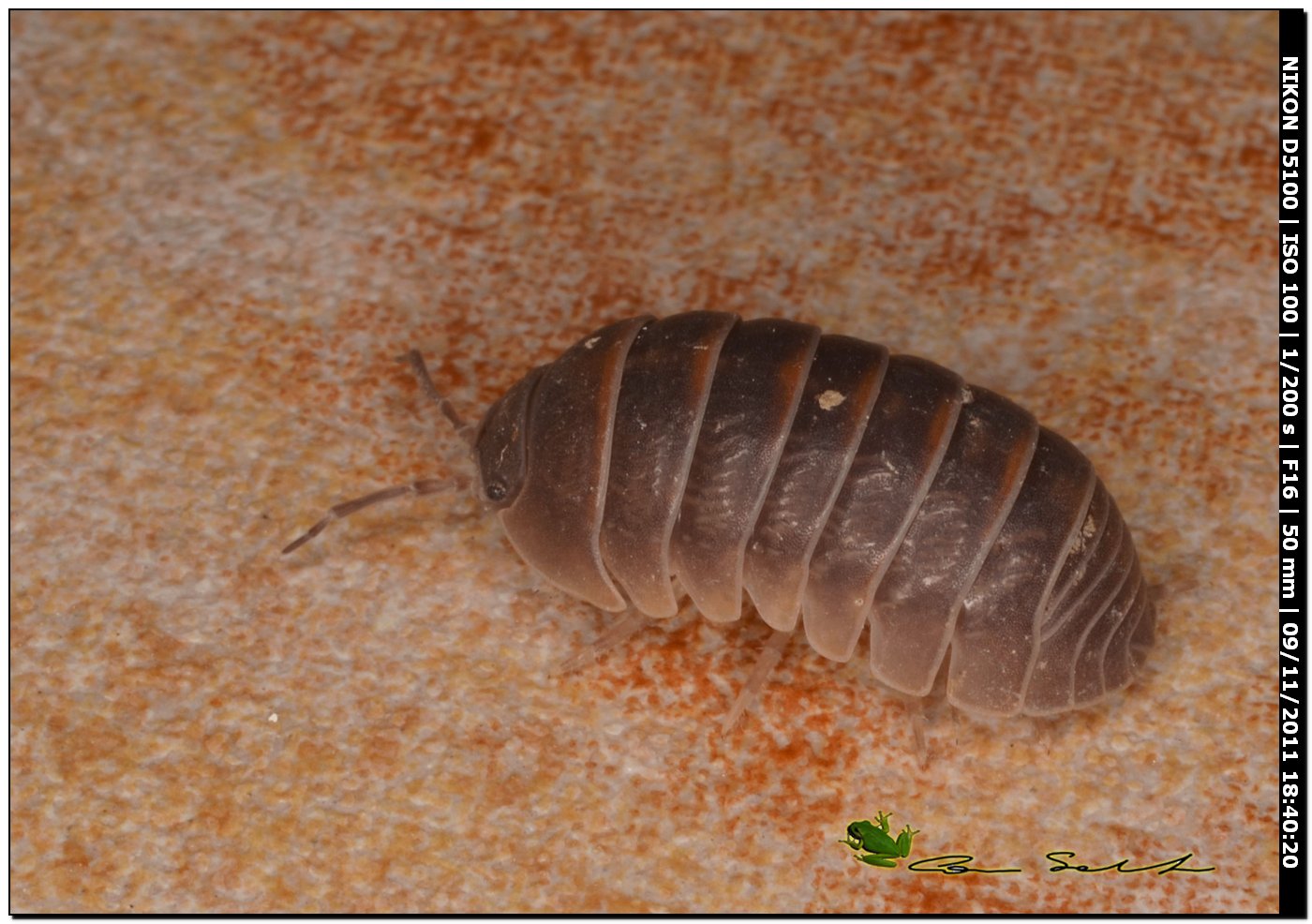 Armadillidium sp.