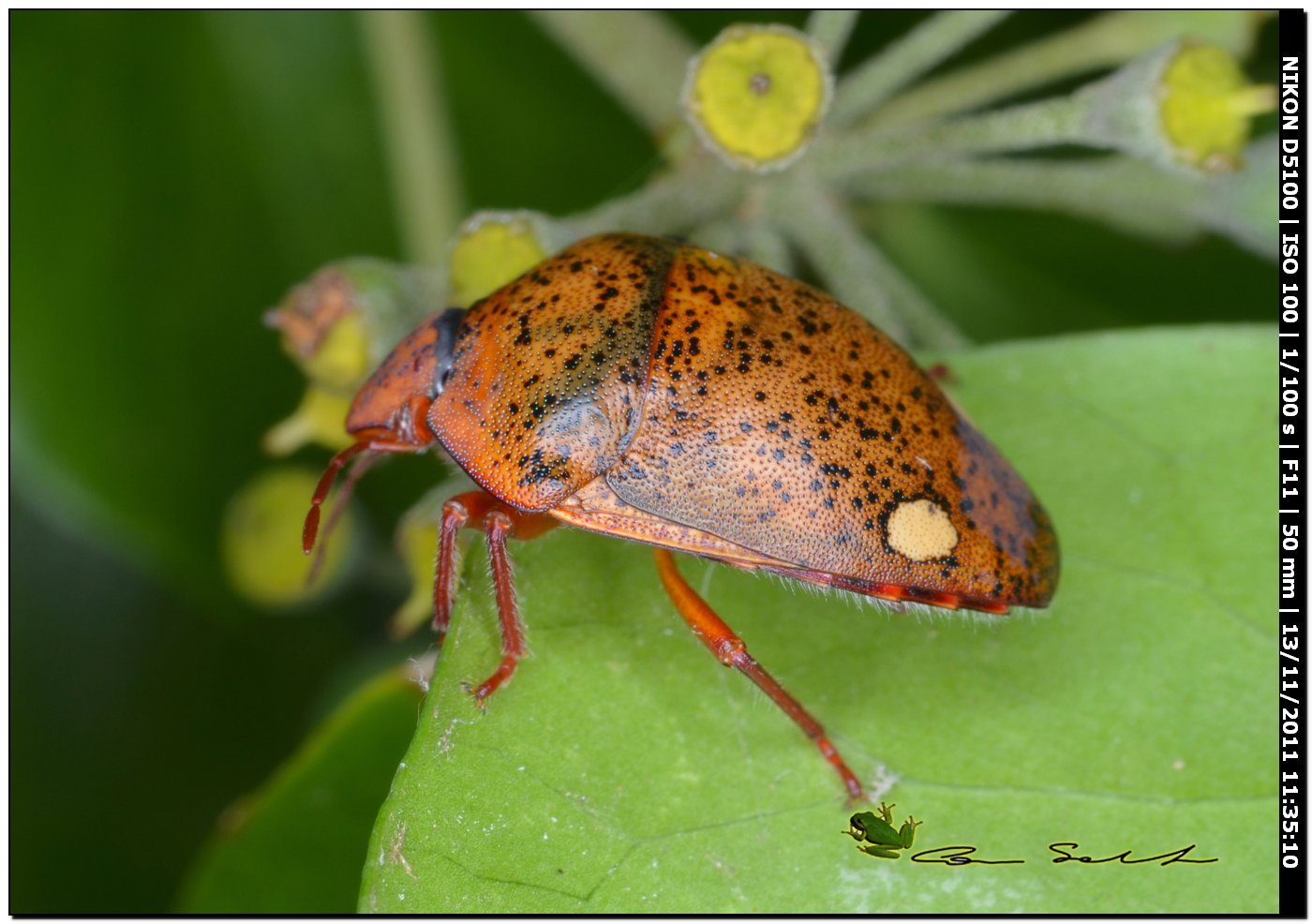 Scutelleridae: Solenosthedium bilunatum della Sardegna