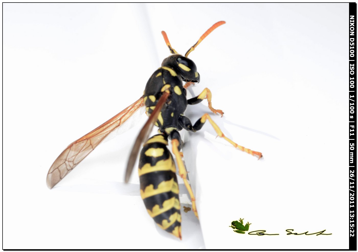 Polistes dominulus