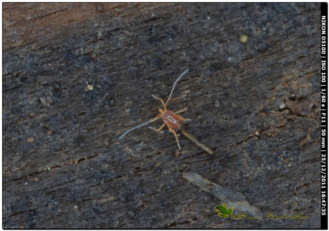 Linopodes sp. (Eupodidae)