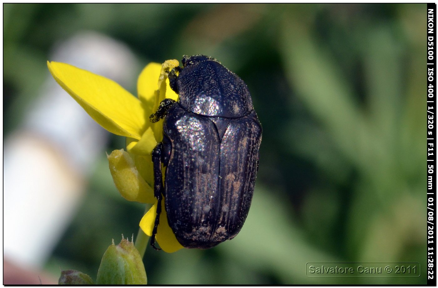 Tropinota o Oxythirea?