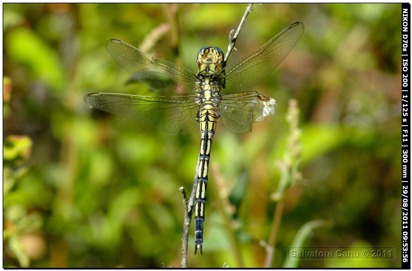 Orthetrum trinacria ♀