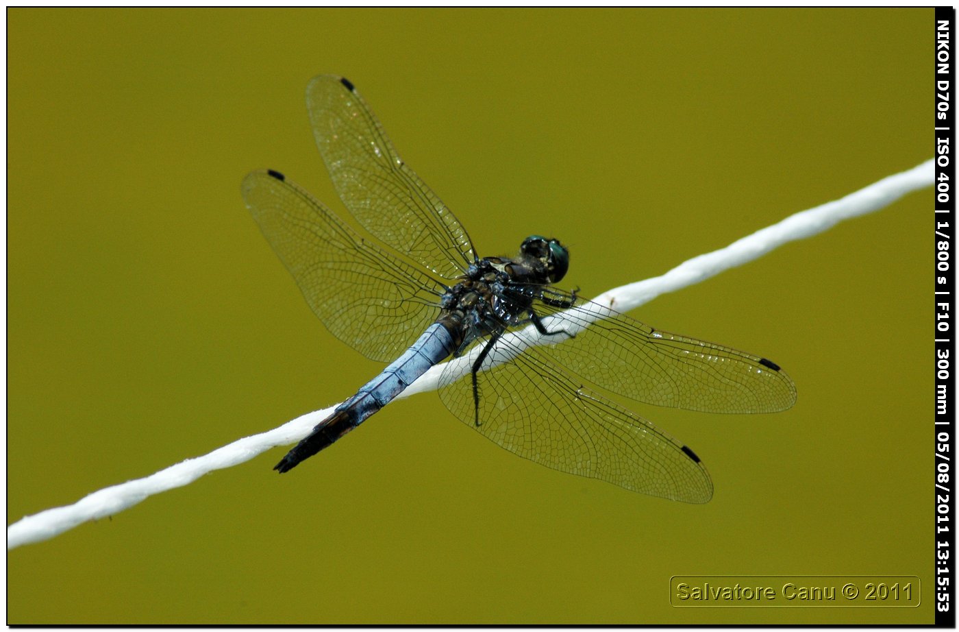 Orthetrum cancellatum maschio