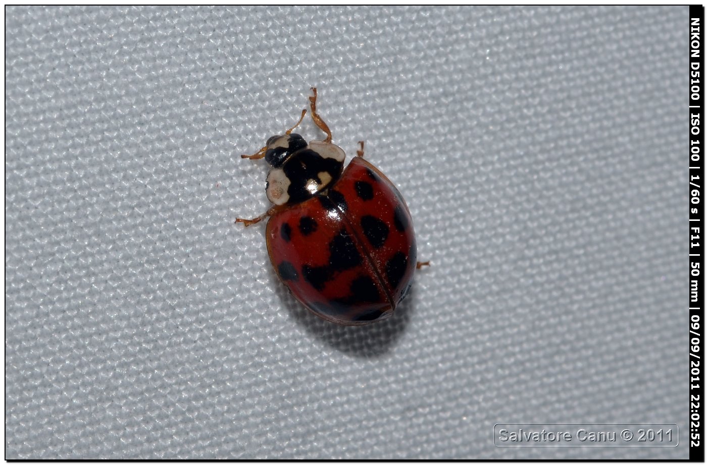 Harmonia axyridis