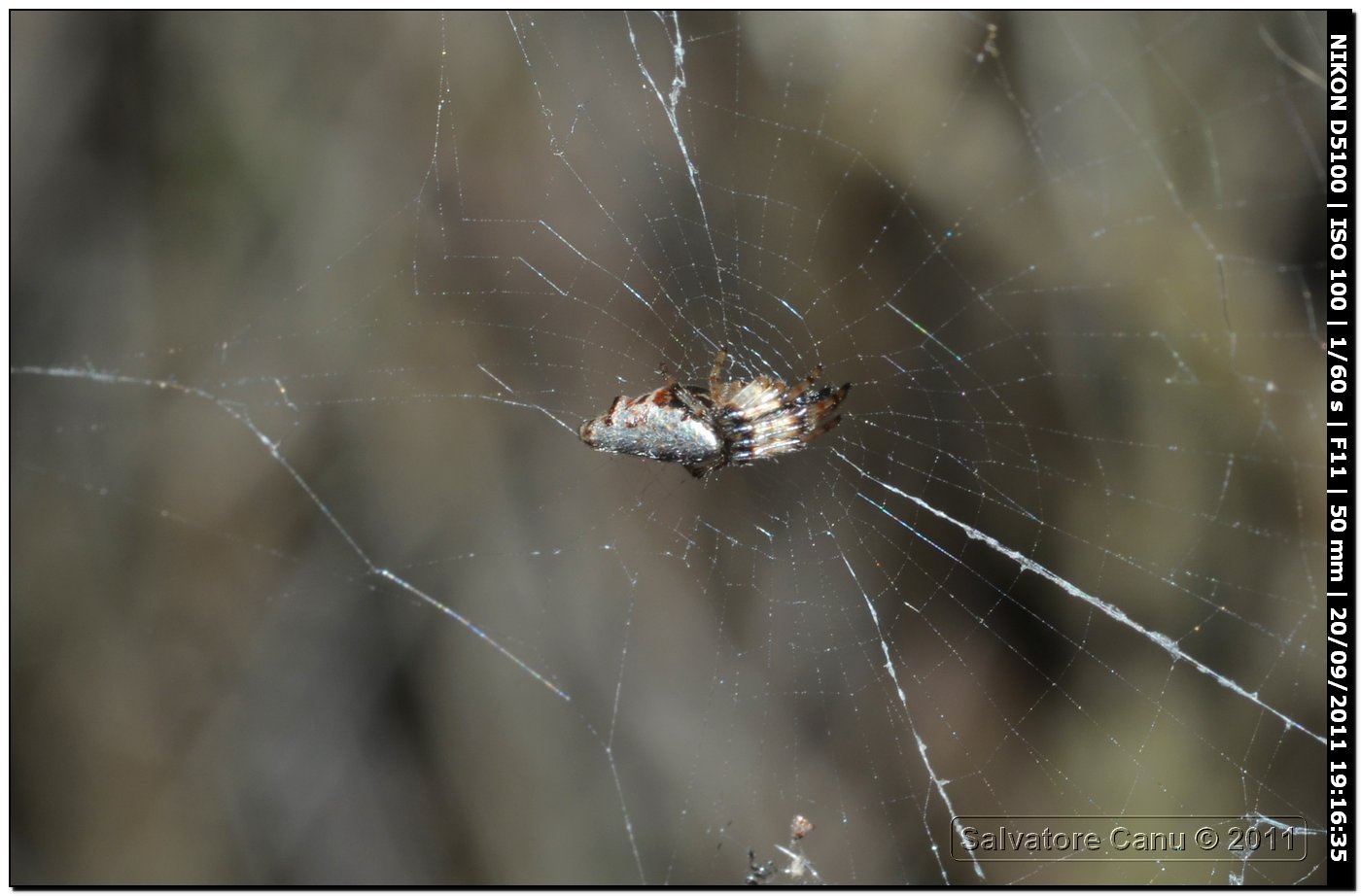 Cyclosa insulana