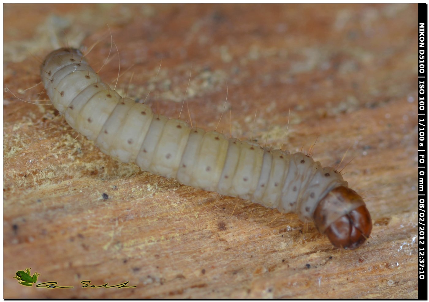 Larva di dittero?