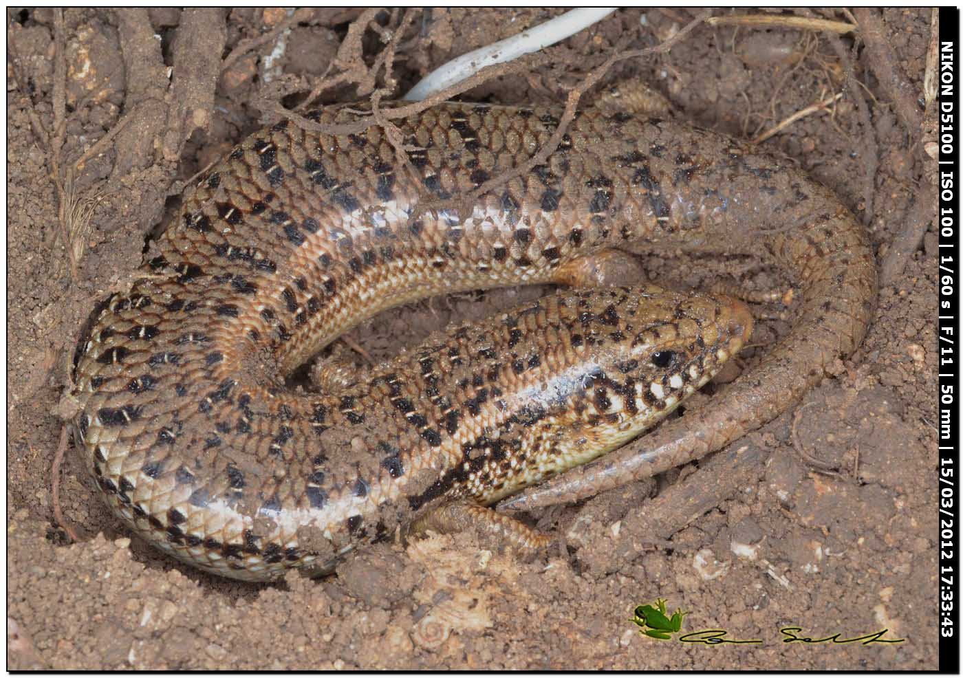 Chalcides ocellatus da Usini