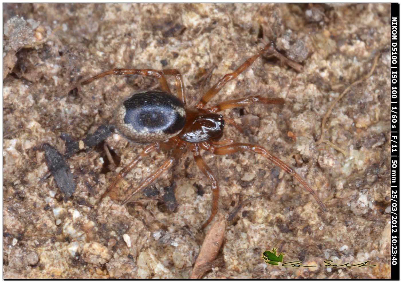 Enoplognatha sp. da Uri