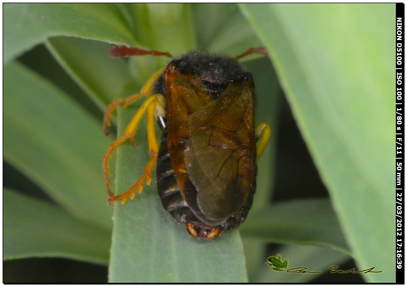 Quasi un quiz: Abia sp. (Cimbicidae)