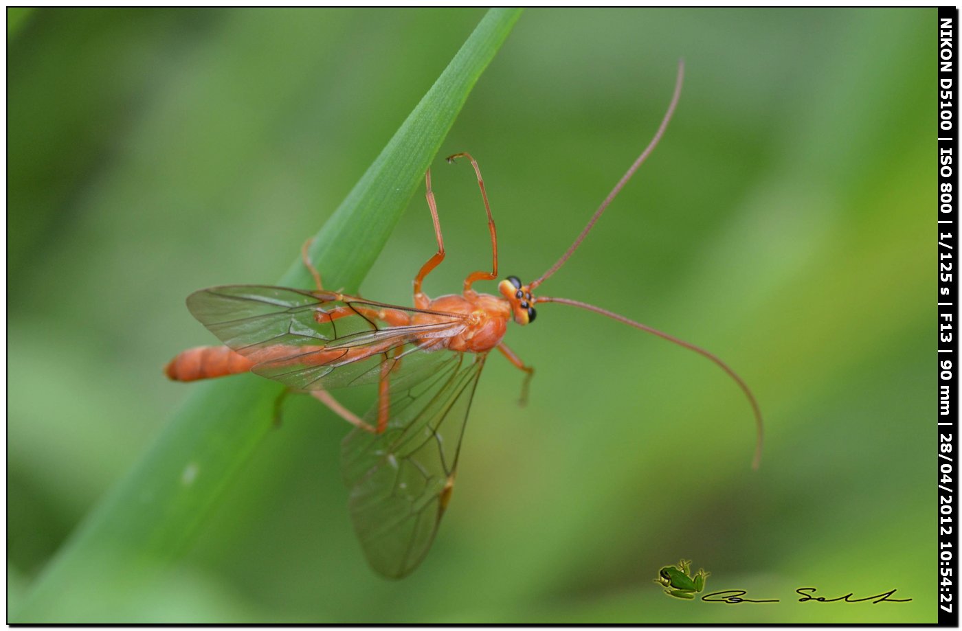 Enicospilus sp.,  Ichneumonidae