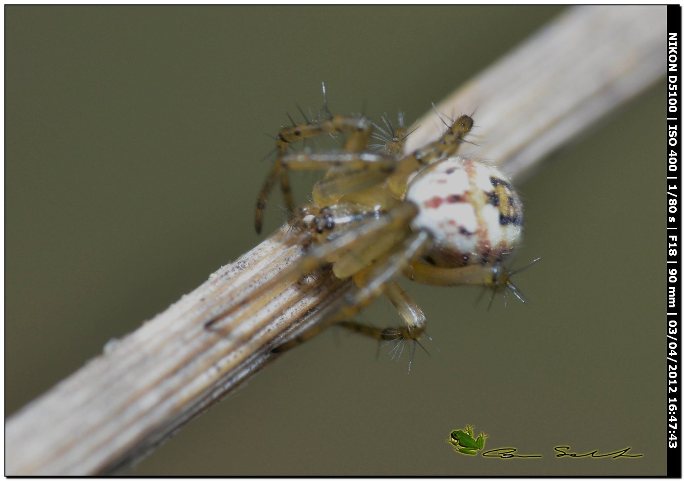 Mangora acalypha