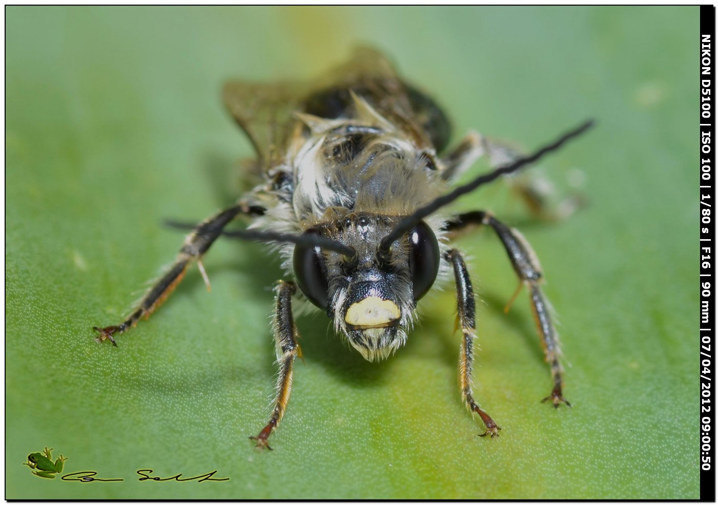 maschio di Eucera sp. e maschio di Andrena sp.