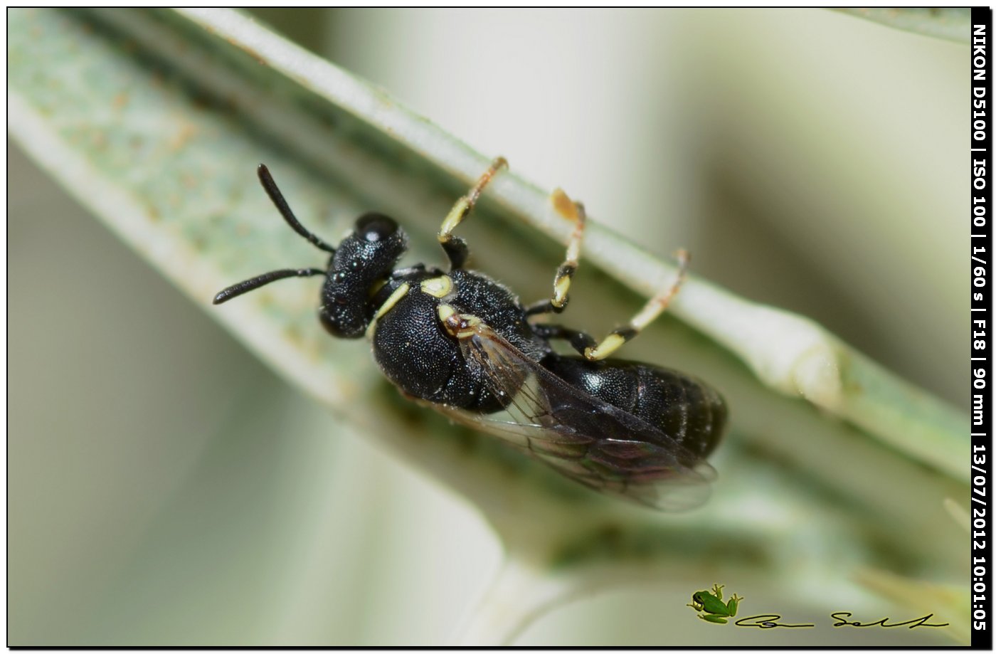 Hylaeus sp.?