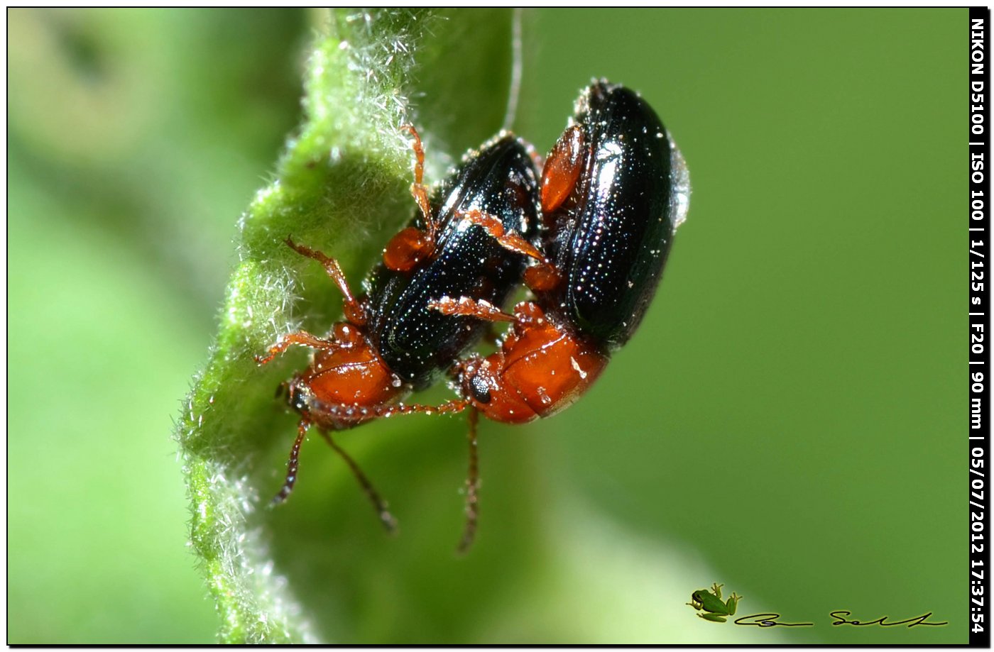 Chrysomelidae, Podagrica fuscicornis