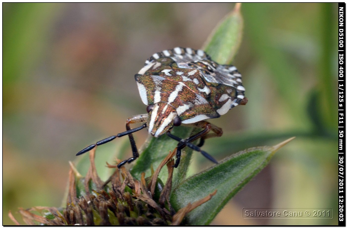 Heteroptera: ninfa di Carpocoris cf. mediterraneus (SS)