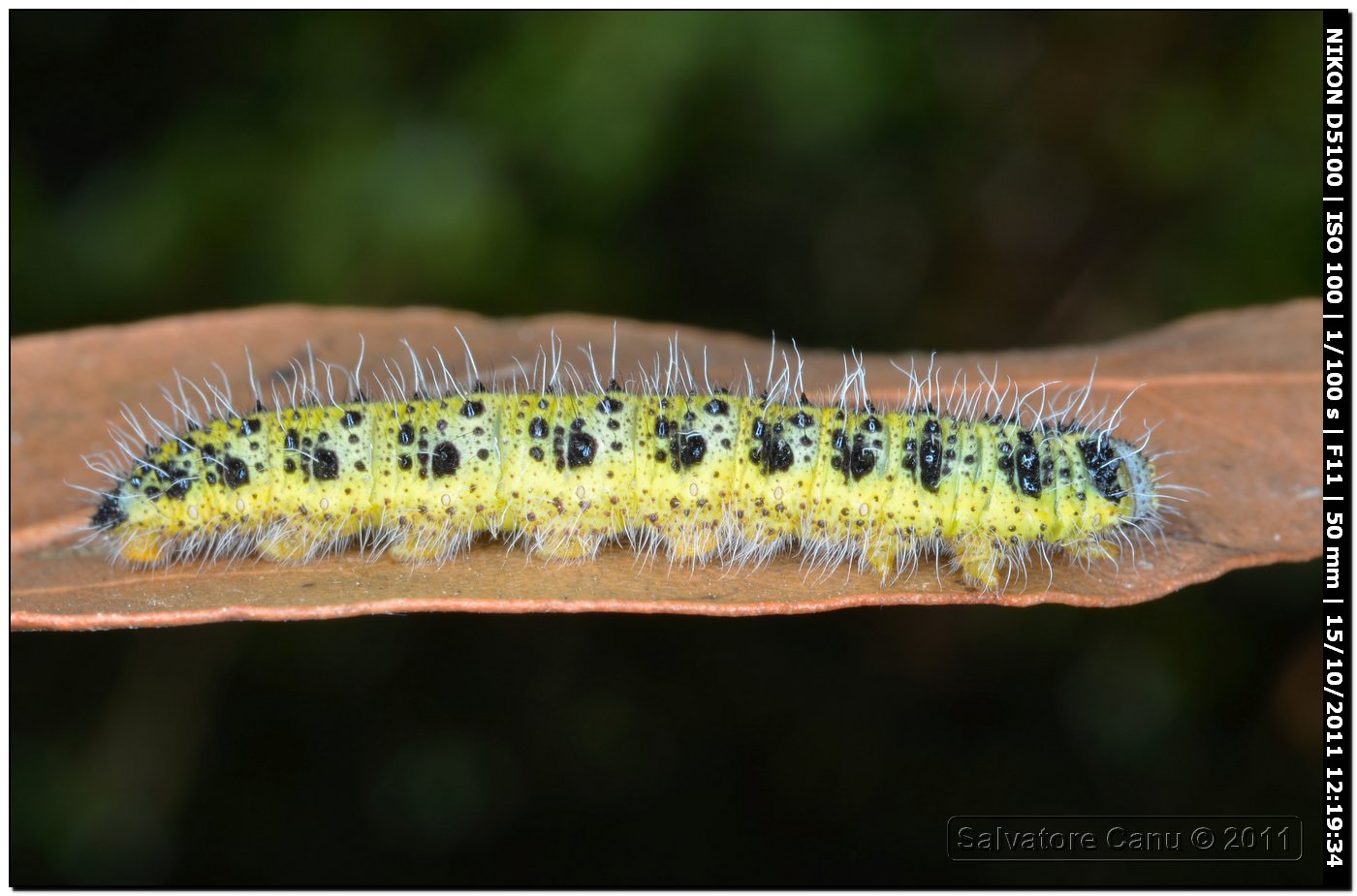 Bruco di Pieris brassicae