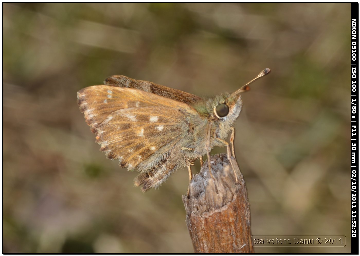 Carcharodus alceae