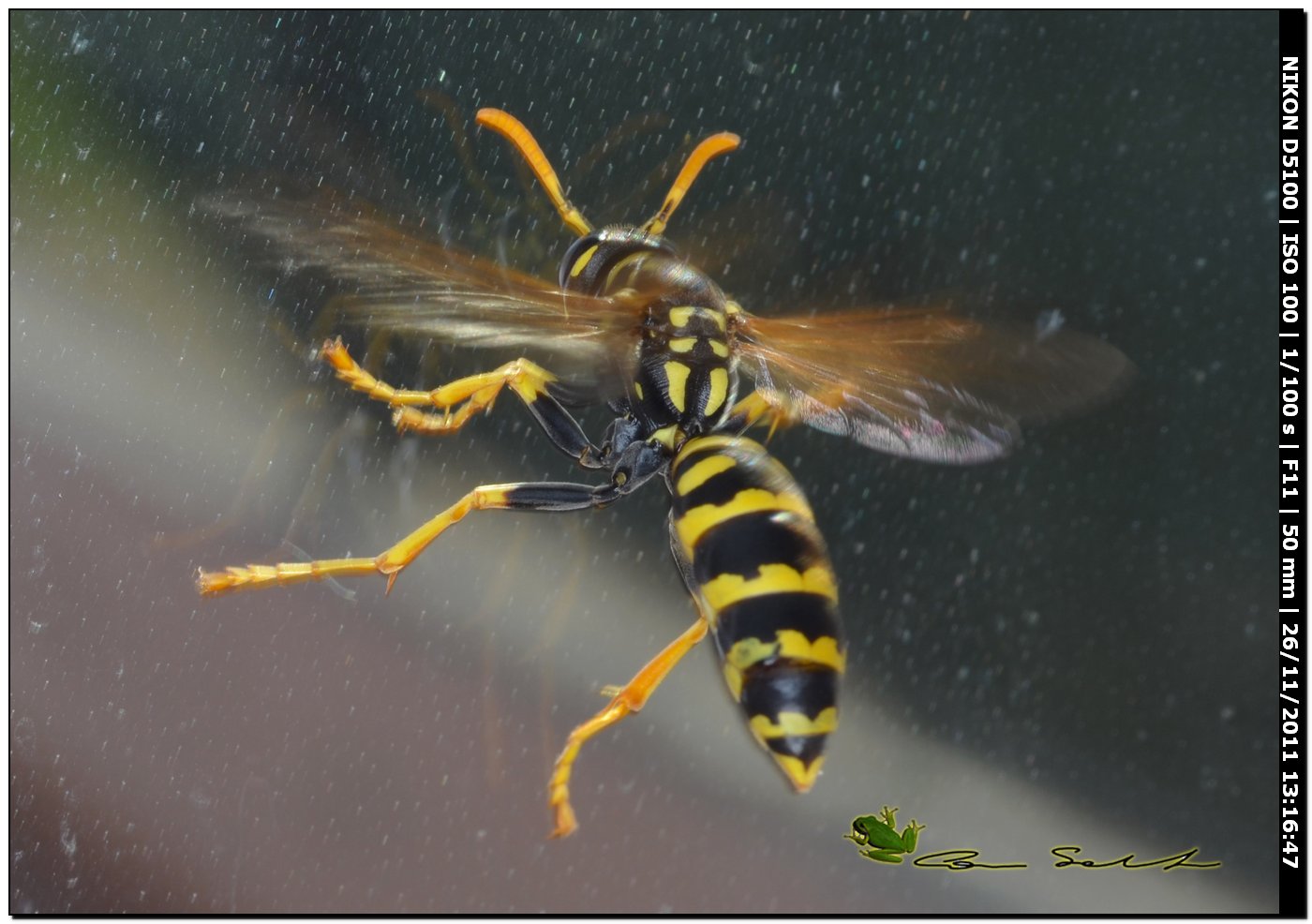 Polistes dominulus