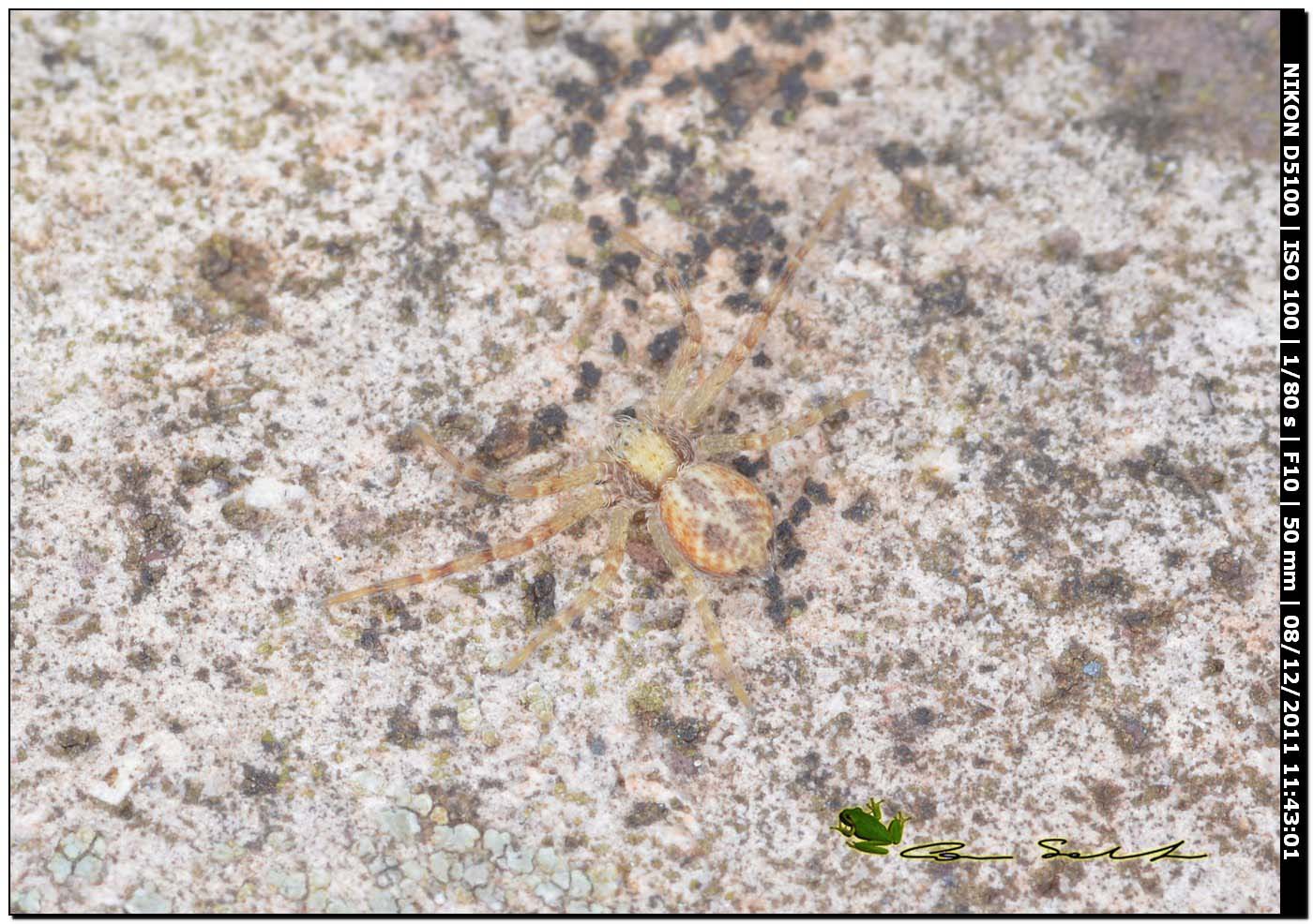 Philodromus sp.