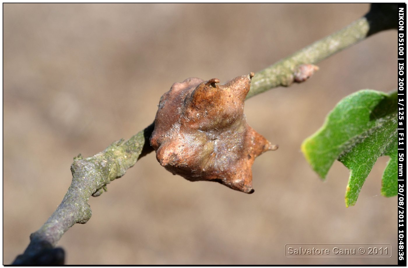 Galle su Sughera (Quercus suber)