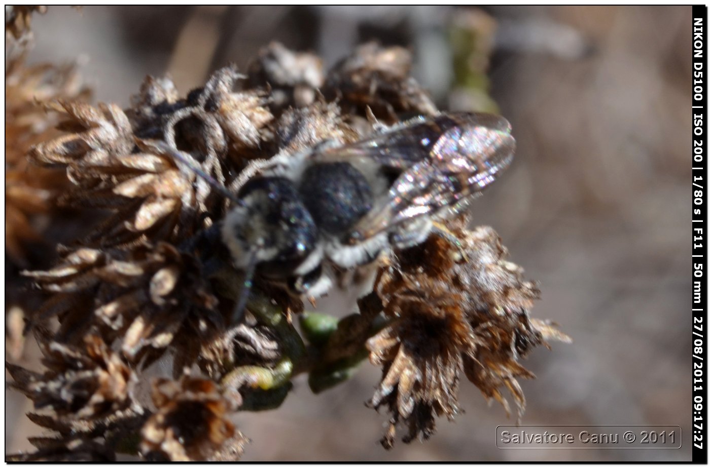 Apidae Megachlinae: cfr. Megachile sp.