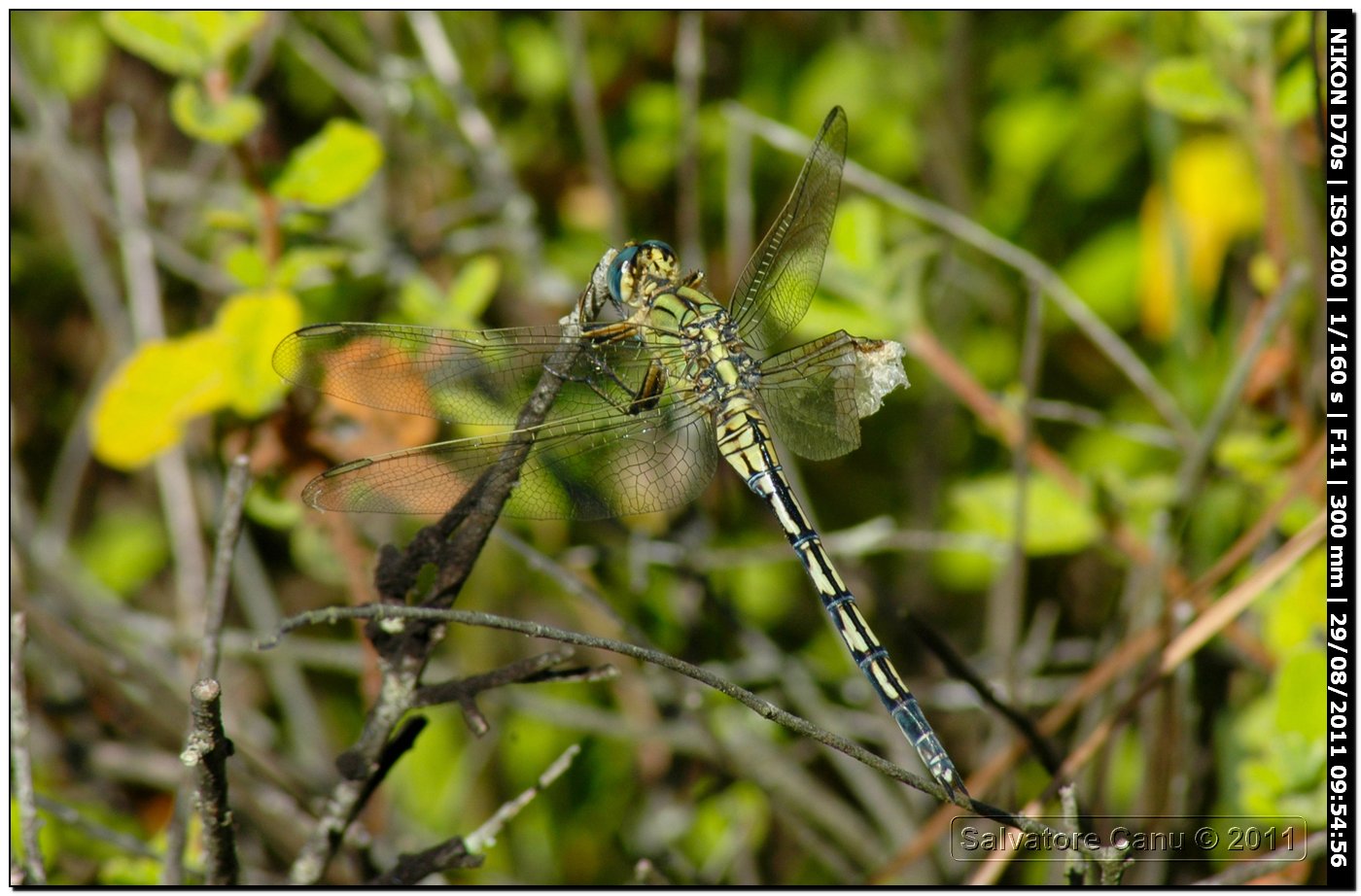 Orthetrum trinacria ♀